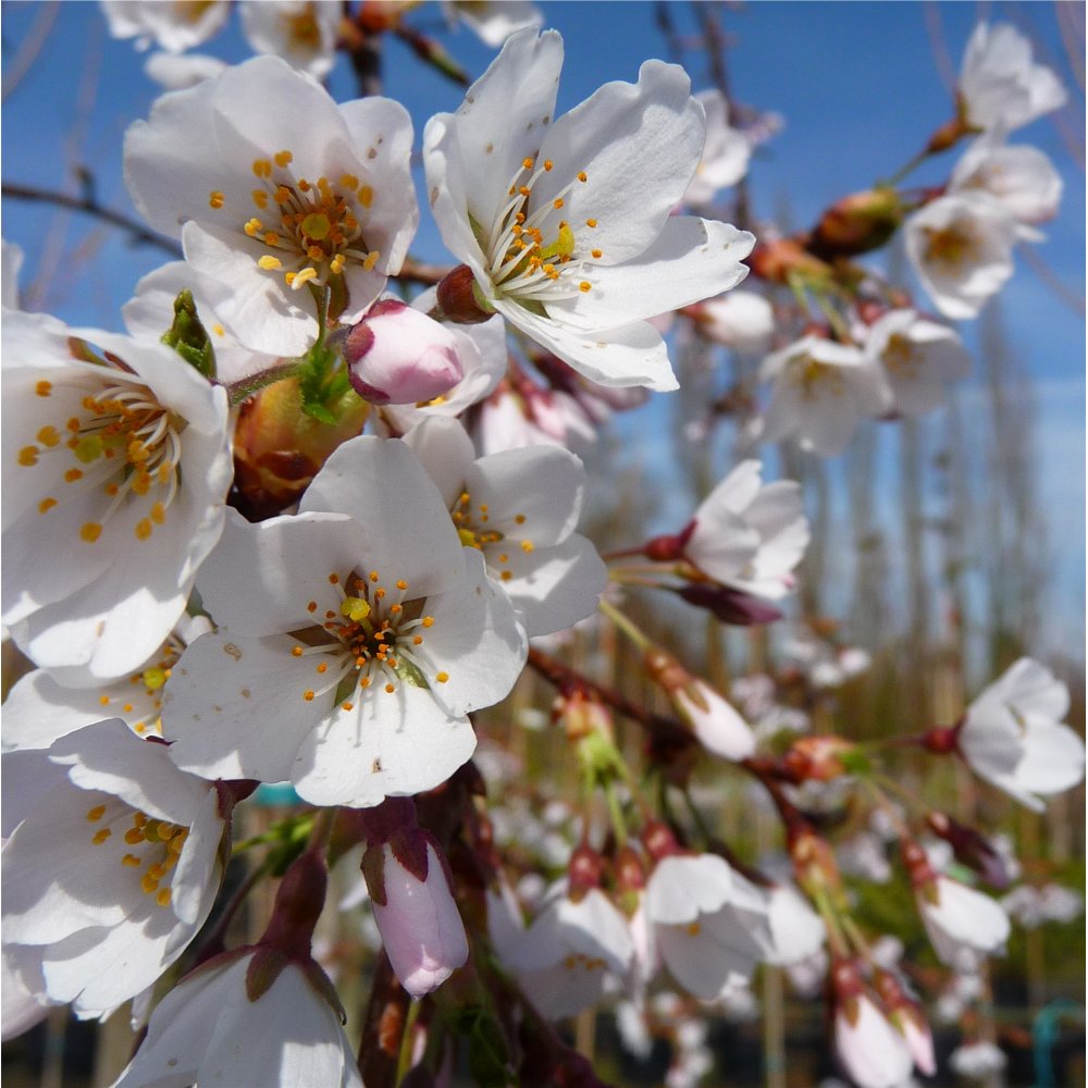 Prunus x yedoensis Shidare Yoshino Weeping Cherry | Ornamental Trees