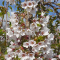 Single stem tree, 150-200cm, 12L pot