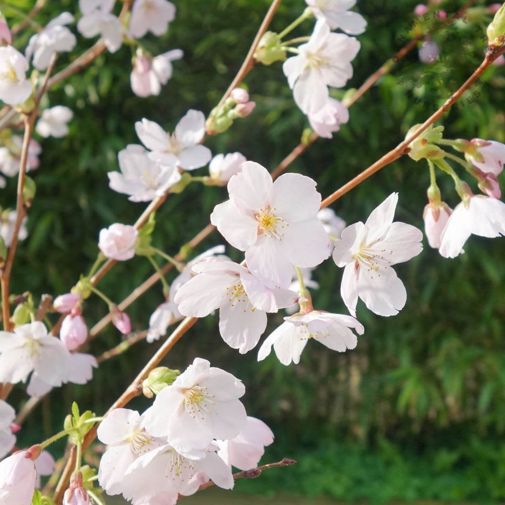 Prunus x yedoensis | Japanese Yoshino Cherry Tree | Ornamental Trees