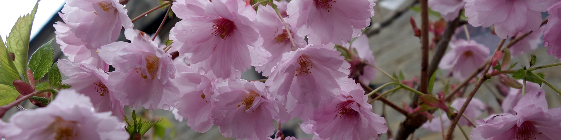 Prunus pink cherry blossom