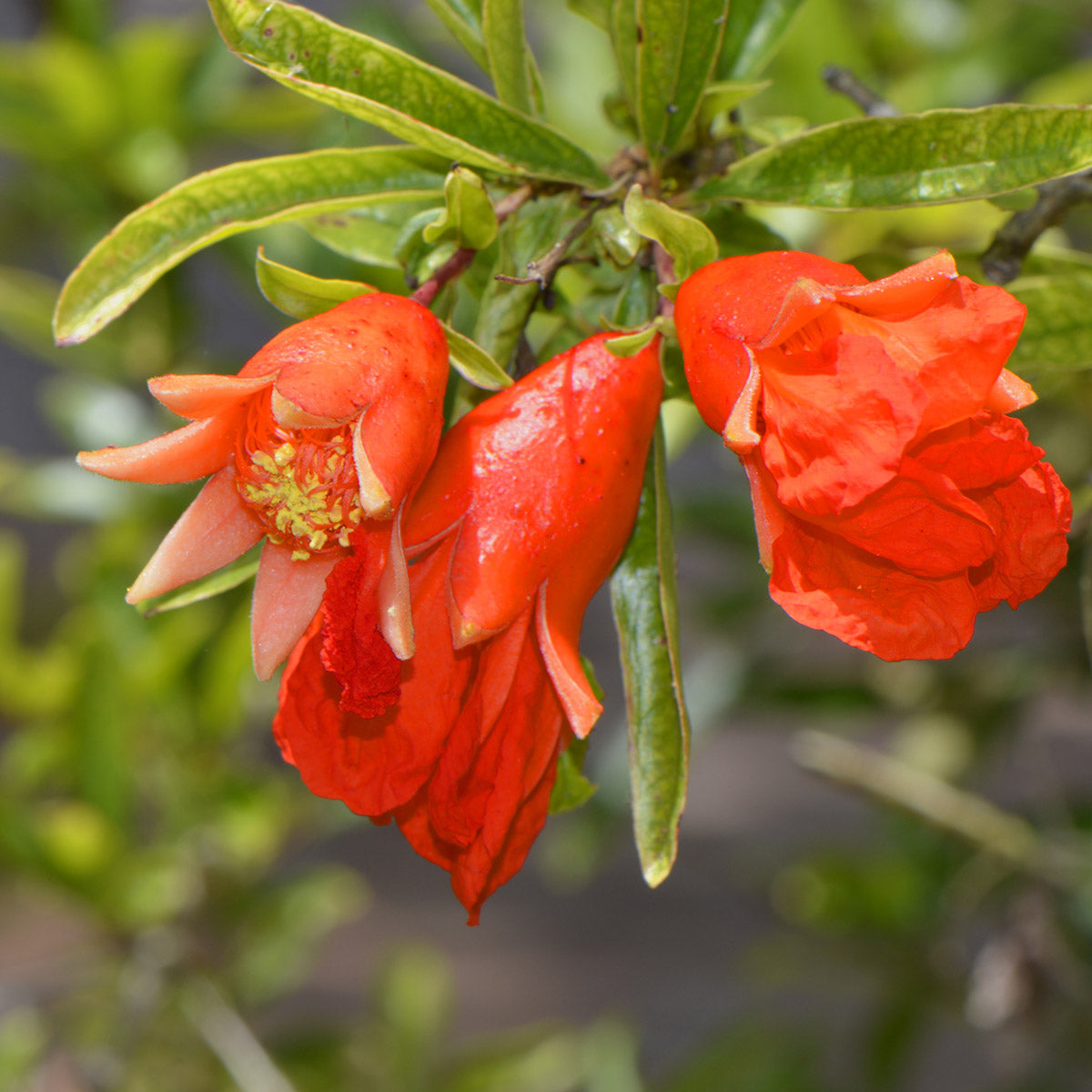 Punica granatum Nana dwarf Pomegranate flowers
