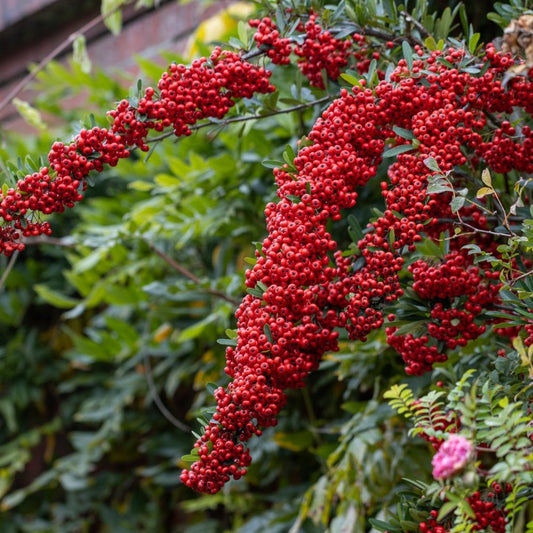 Pyracantha 'Saphyr Rouge'