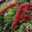 Pyracantha 'Saphyr Rouge'