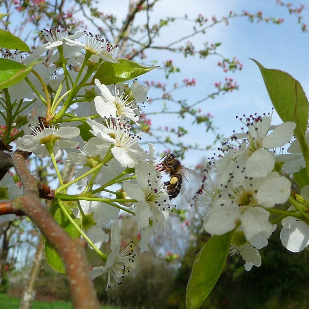 Chantaclear Tree Pyrus calleryana Chanticleer | Ornamental Pear Tree | Ornamental Trees