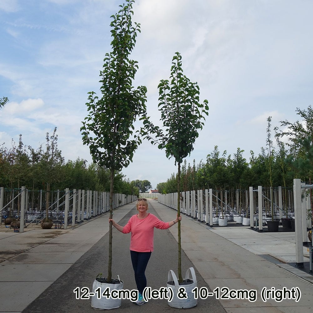 Chantaclear Tree Pyrus calleryana Chanticleer | Ornamental Pear Tree | Ornamental Trees