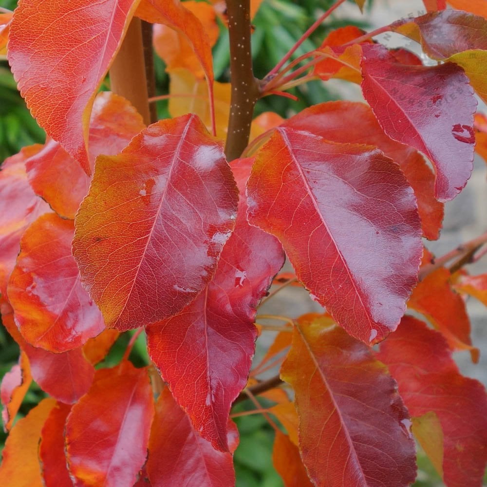 Chantaclear Tree Pyrus calleryana Chanticleer | Ornamental Callery Pear Tree ...