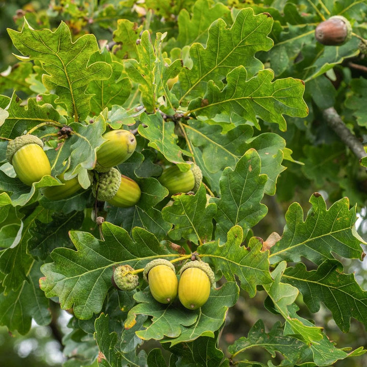 Acer campestre Streetwise | Buy Field Maple Trees | Ornamental Trees