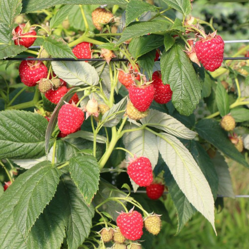 Raspberry Autumn Chef | Fruit Cane & Plant For Sale | Ornamental Trees