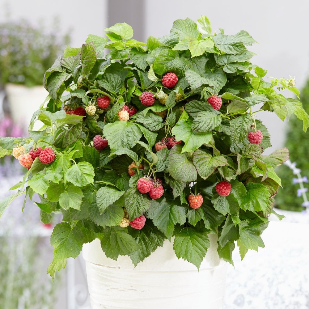 Raspberry Bonbonberry Yummy | Raspberry Cane Plants | Ornamental Trees