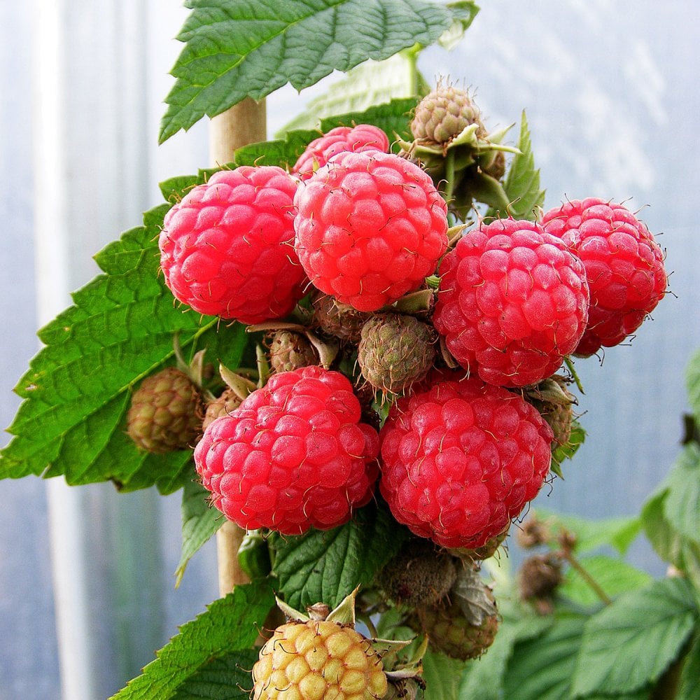 Raspberry Glen Doll | Fruit Canes & Plants For Sale | Ornamental Trees