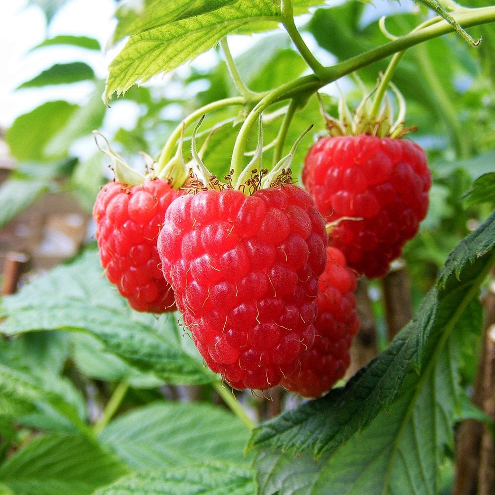 Raspberry Glen Lyon | Fruit Canes & Plants For Sale | Ornamental Trees