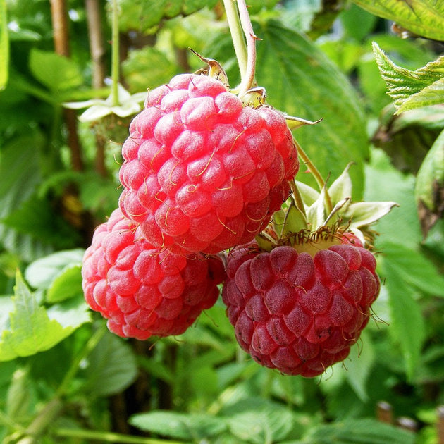 Grandmaster Raspberry Raspberry Glen Magna | Shop Fruit Canes & Plants | Ornamental Trees