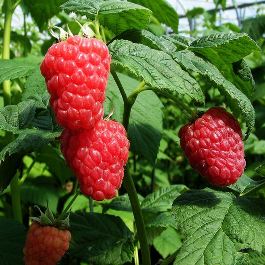 Raspberry Malling Promise | Fruit Canes & Plants | Ornamental Trees