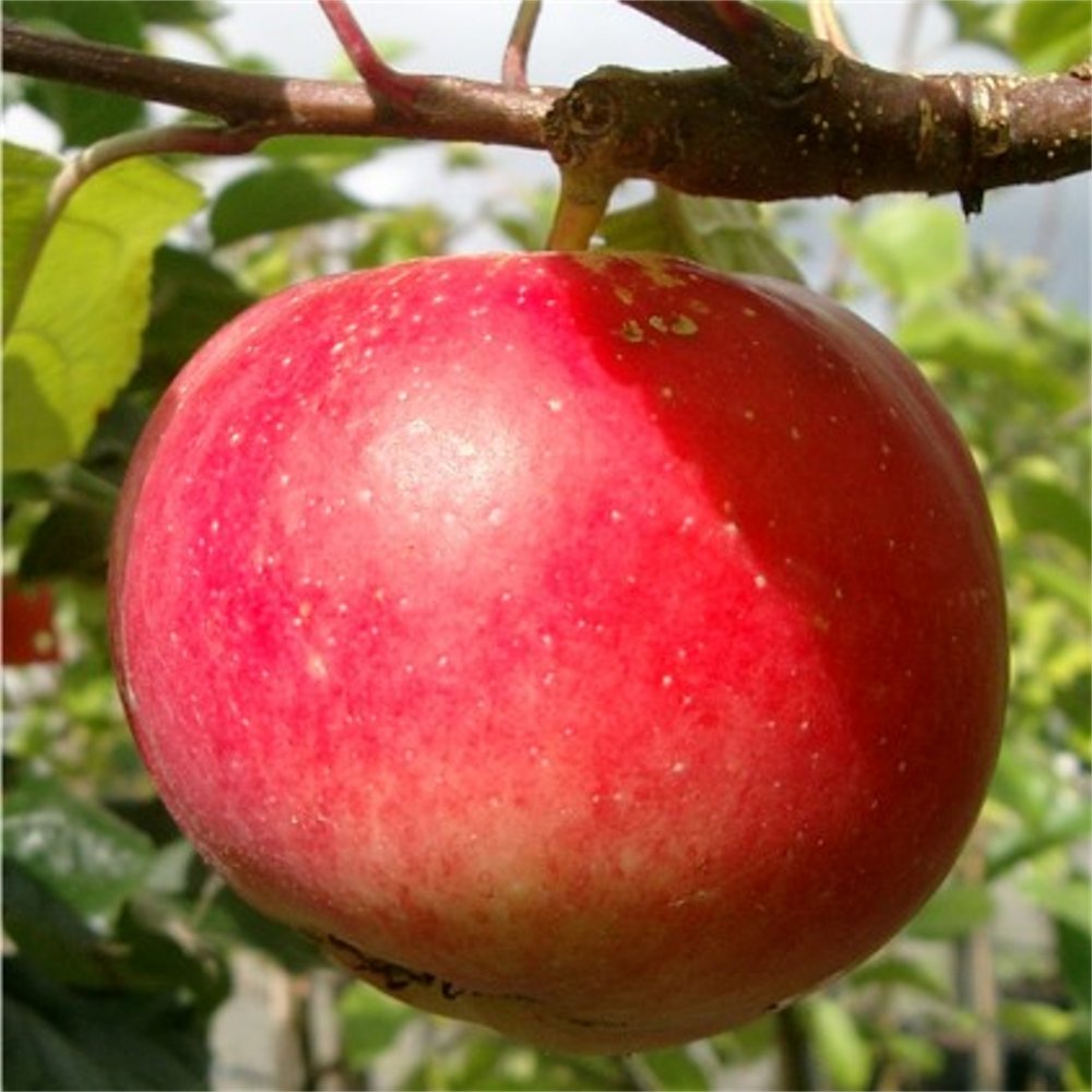Red Devil Apple Tree Self Fertile Red Apples Ornamental Trees red-devil-apple-tree-self-fertile-red-apples-ornamental-trees