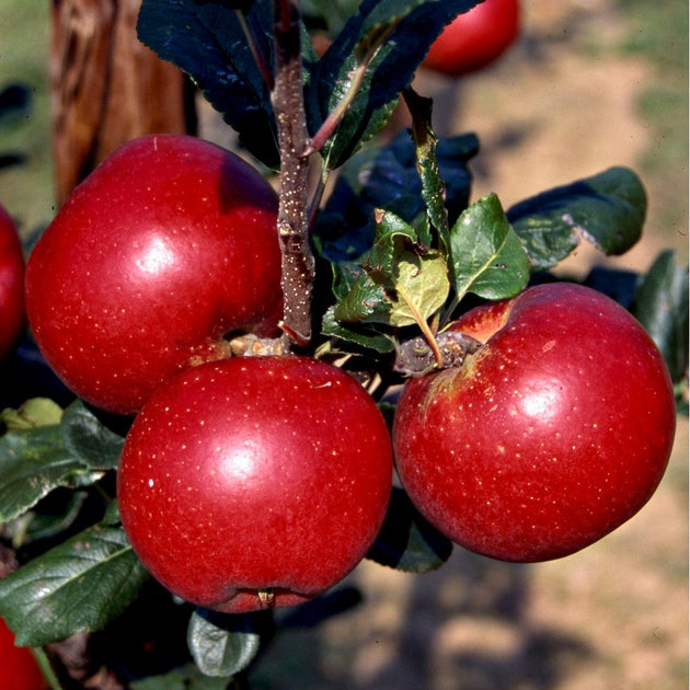 Red Devil Apple Tree | Self Fertile Red Apples | Ornamental Trees
