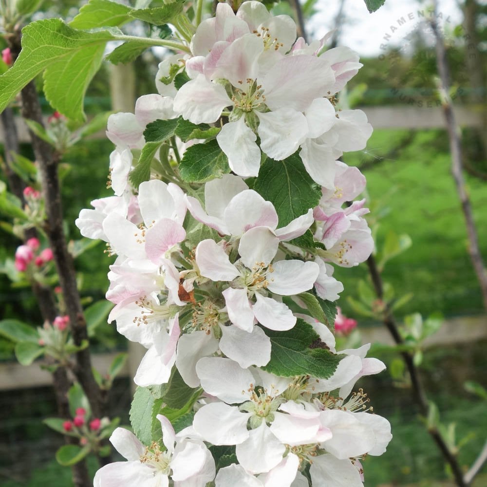 Red Windsor Apple Tree | Self Fertile Red Apples | Ornamental Trees