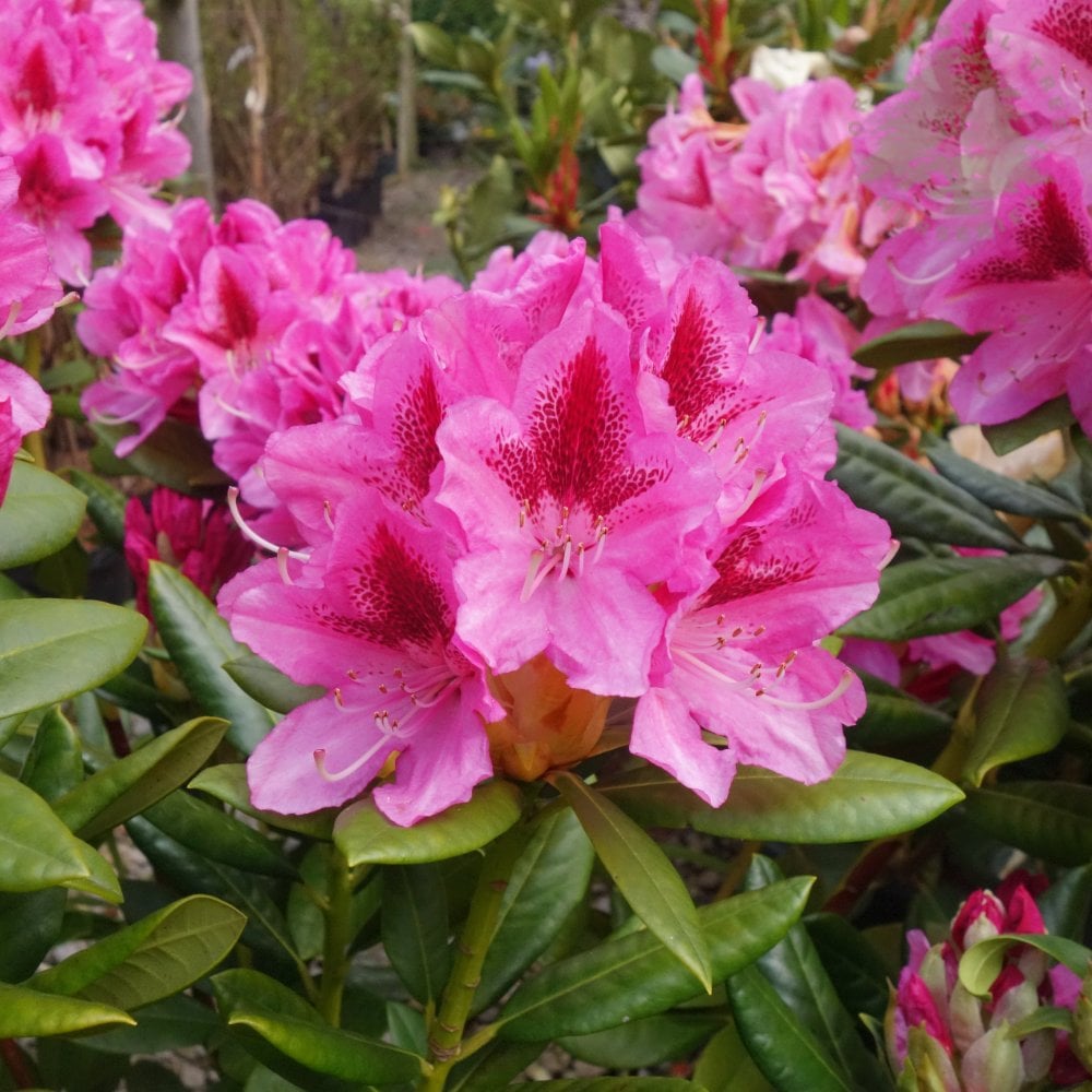 Singular Rhododendron Rhododendron Cosmopolitan | Flowering Evergreen Shrubs | Ornamental Trees