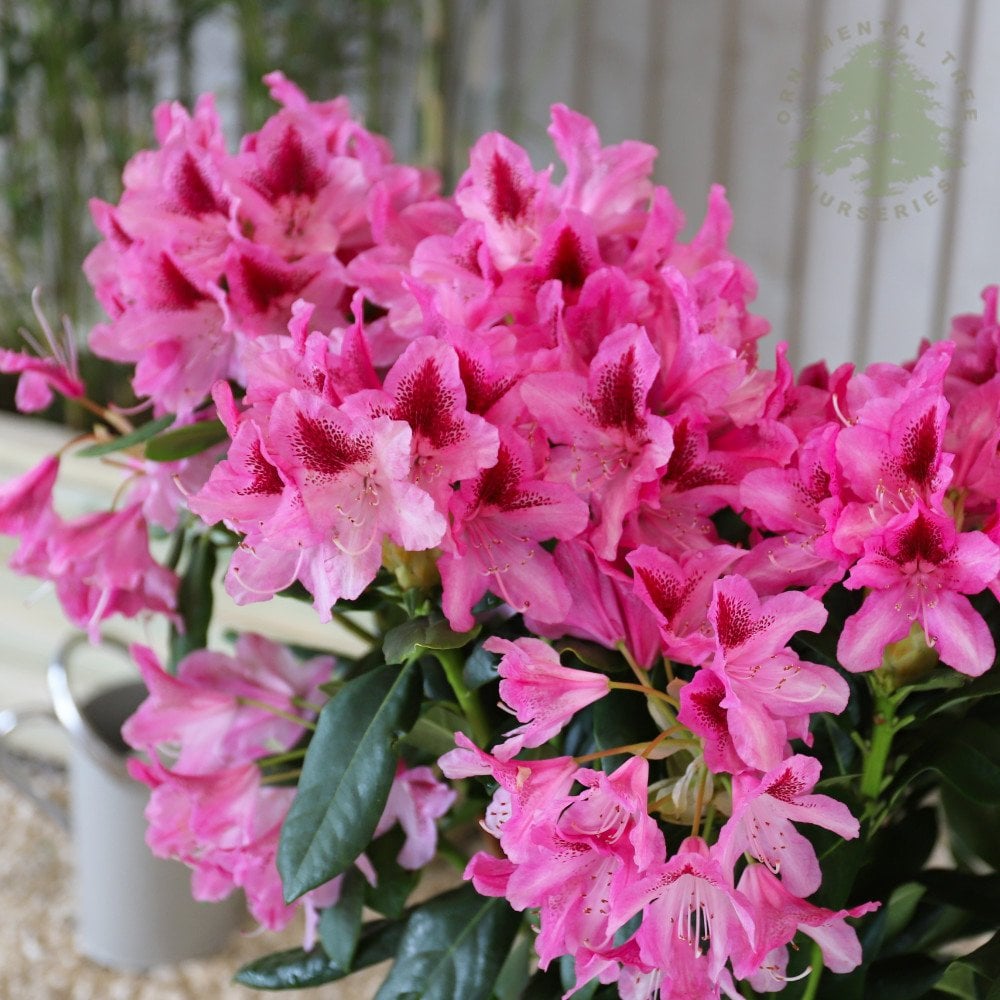 Rhododendron Cosmopolitan | Flowering Evergreen Shrubs | Ornamental Trees