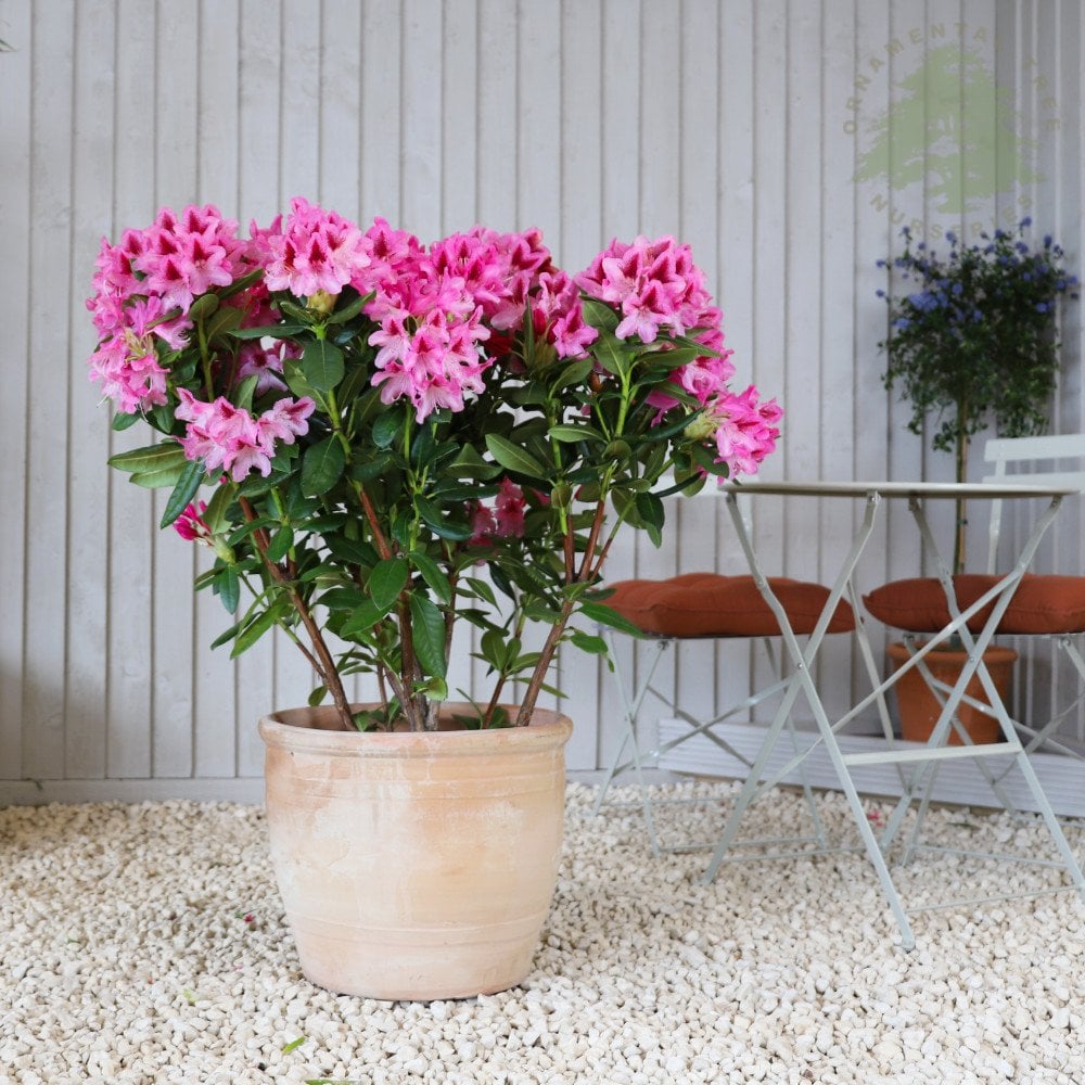 Rhododendron Cosmopolitan | Flowering Evergreen Shrubs | Ornamental Trees