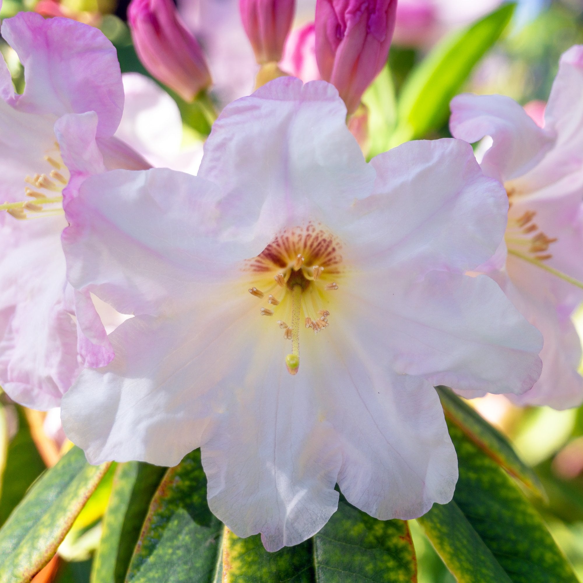 Witte Rhodondendron Rhododendron Cunninghams White | Flowering Shrubs | Ornamental Trees