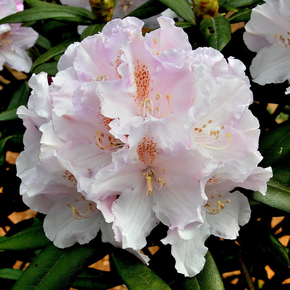 Rododendon Tree Rhododendron Shrubs & Bushes | Ornamental Trees