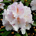Bush, 30-50cm, 12L pot