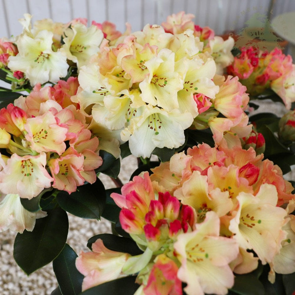 Rhododendron Shrubs & Bushes | Ornamental Trees