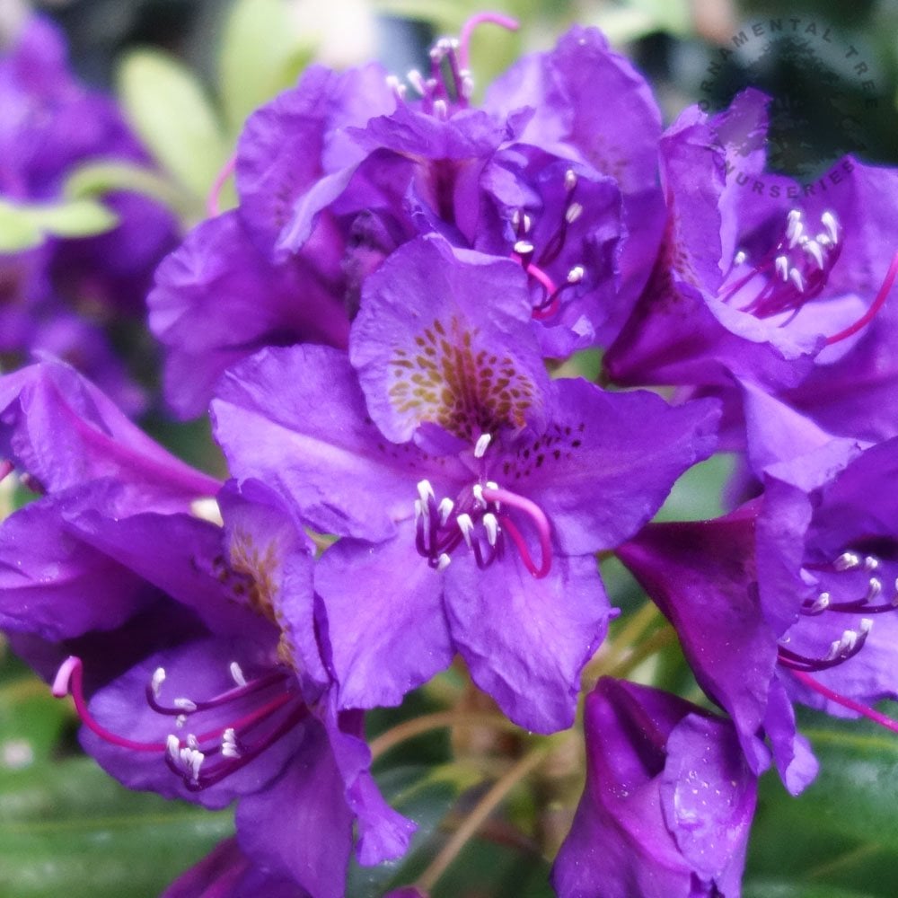 Rododendon Tree Rhododendron Lord Roberts | Evergreen Red Rhododendron – Ornamental Trees