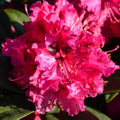 Rhododendron 'Marie Fortier' bush