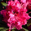 Rhododendron 'Marie Fortier' bush