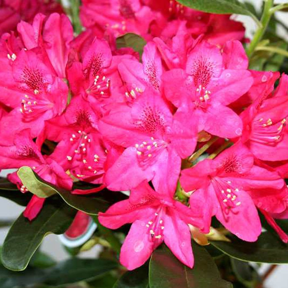 Pink Rhododendrun Tree Rhododendron Percy Wiseman | Pink Flowering Shrub | Ornamental Trees