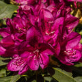Bush, 30-50cm, 7.5L pot