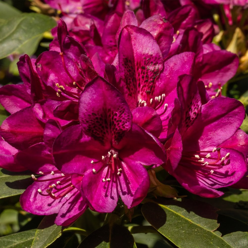 Rhododendron Polar Night | Purple Flowering Shrub | – Ornamental Trees