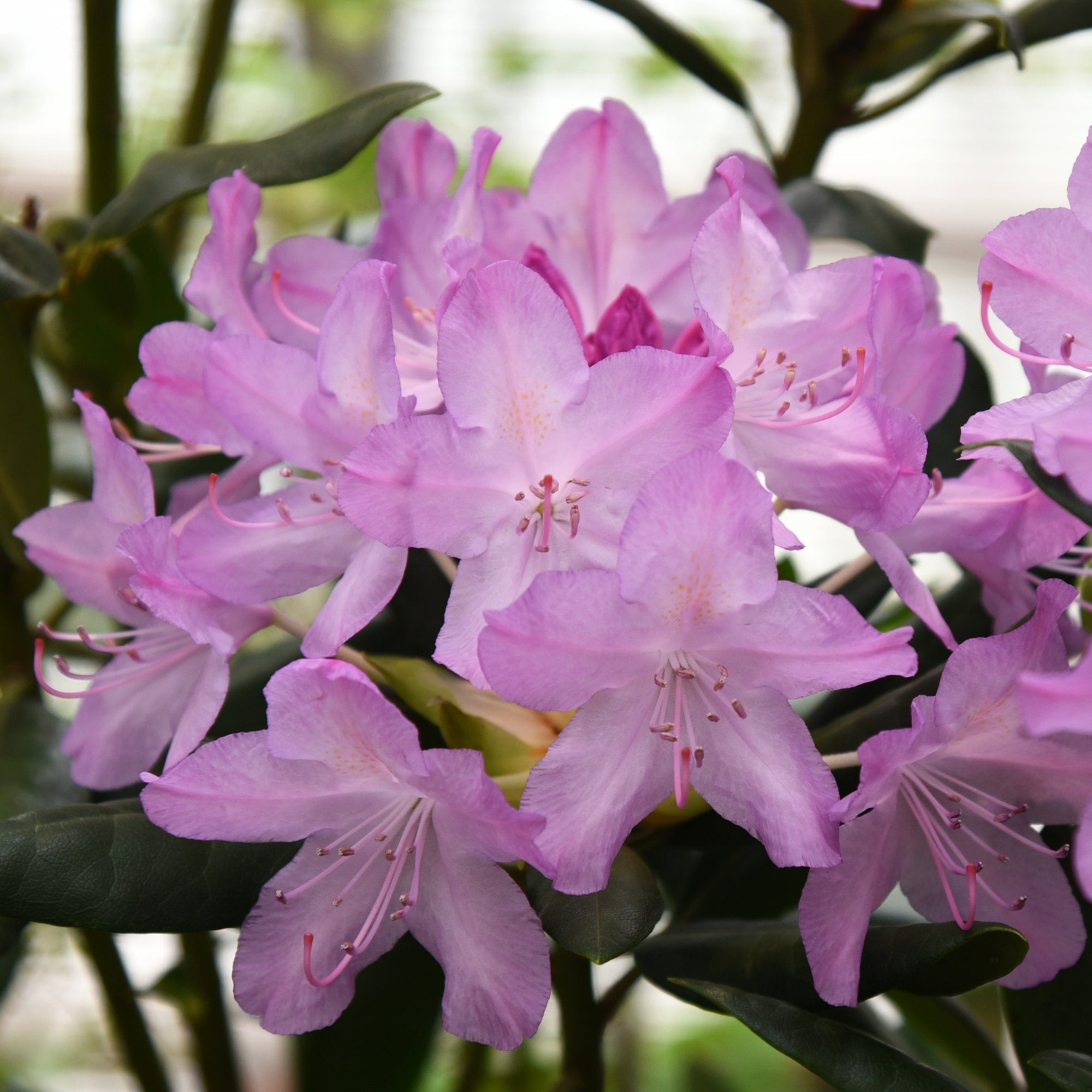 Rododendon Tree Rhododendron Shrubs & Bushes | Ornamental Trees