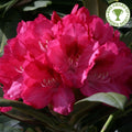 Bush, 30-50cm, 12L pot