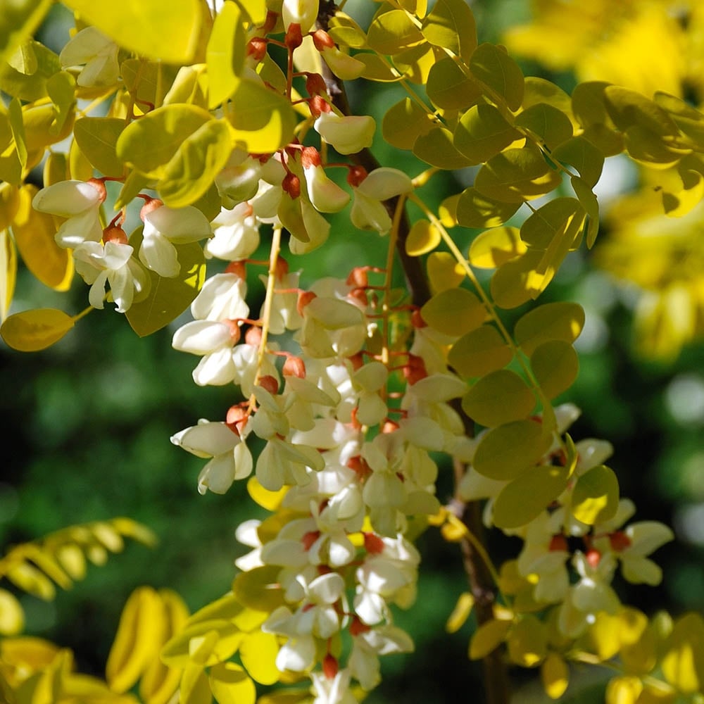 Robinia pseudoacacia Frisia Yellow False Acacia | Ornamental Trees