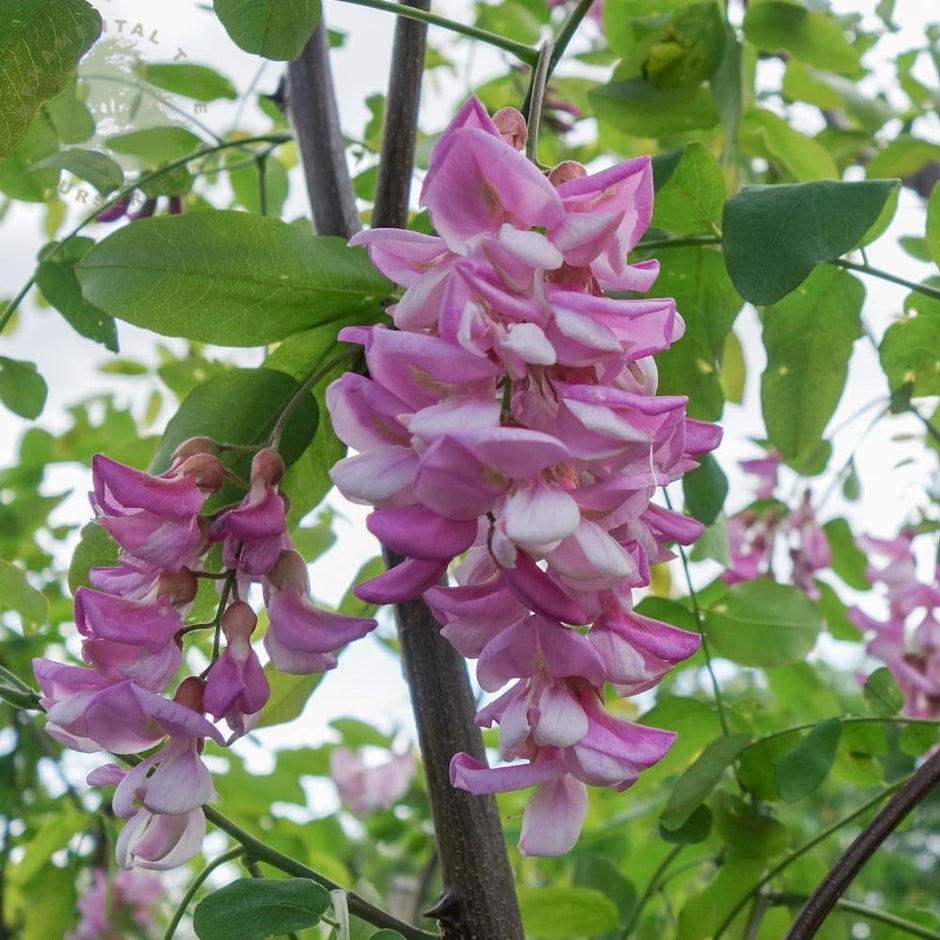 Robinia Trees | False Acacia | Locust | Ornamental Trees