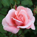 Climber, 30-50cm, 3L pot