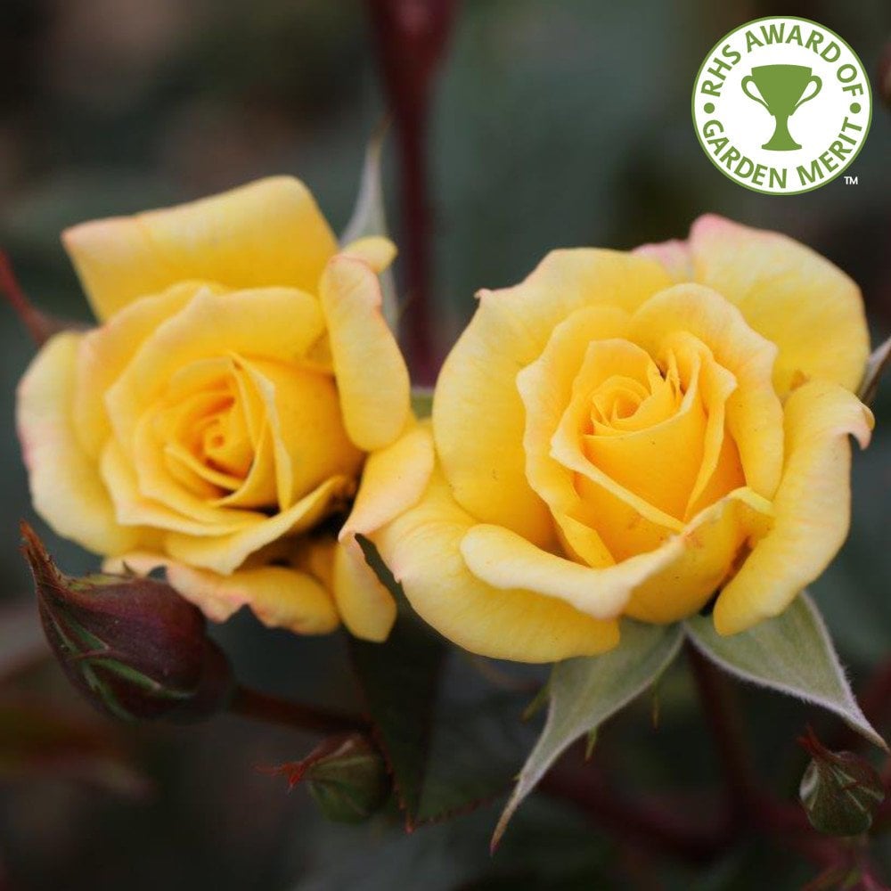 John Ford Roses Rose Laura Ford | Buy Yellow Climbing Roses | Ornamental Trees