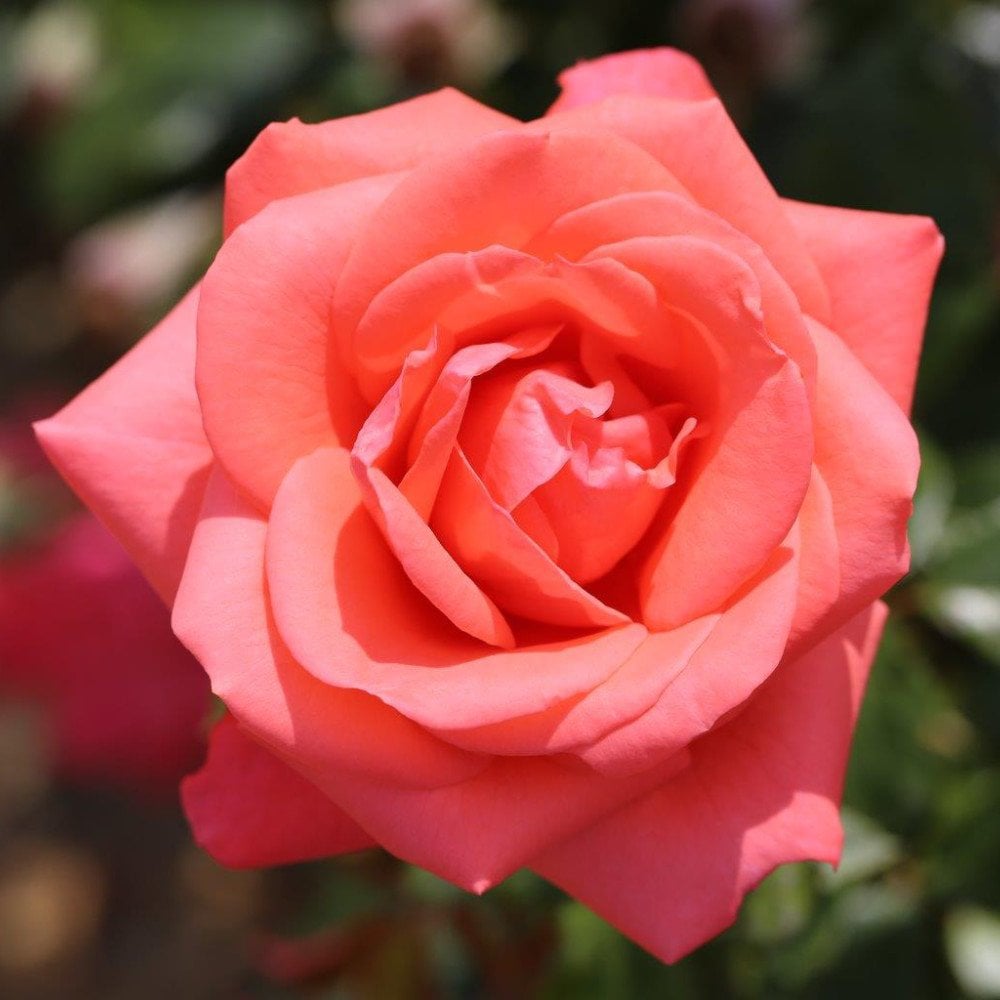 Corel Roses Rose Showtime | Buy Coral Pink Rose Bushes | Ornamental Trees