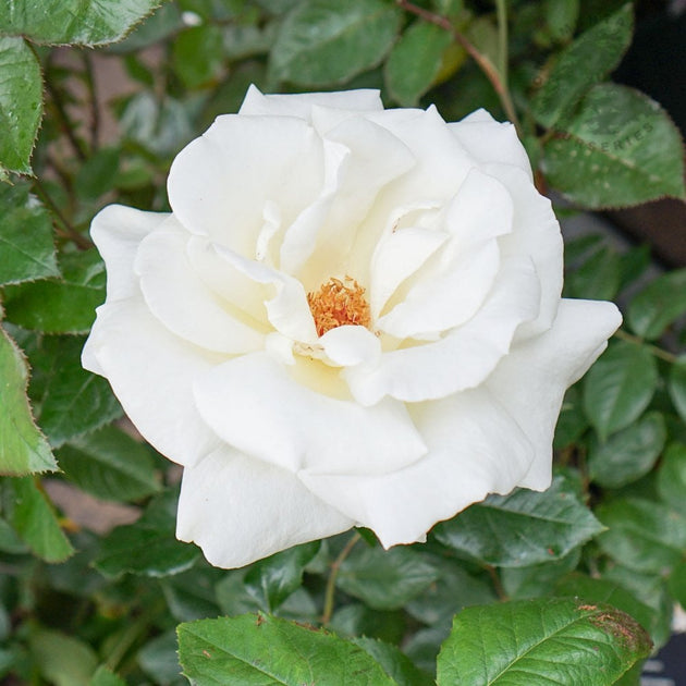 Rose Silver Anniversary
