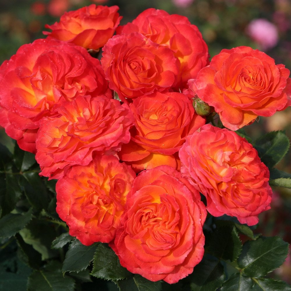 Rose Volcano | Buy Red Rose Bushes – Ornamental Trees