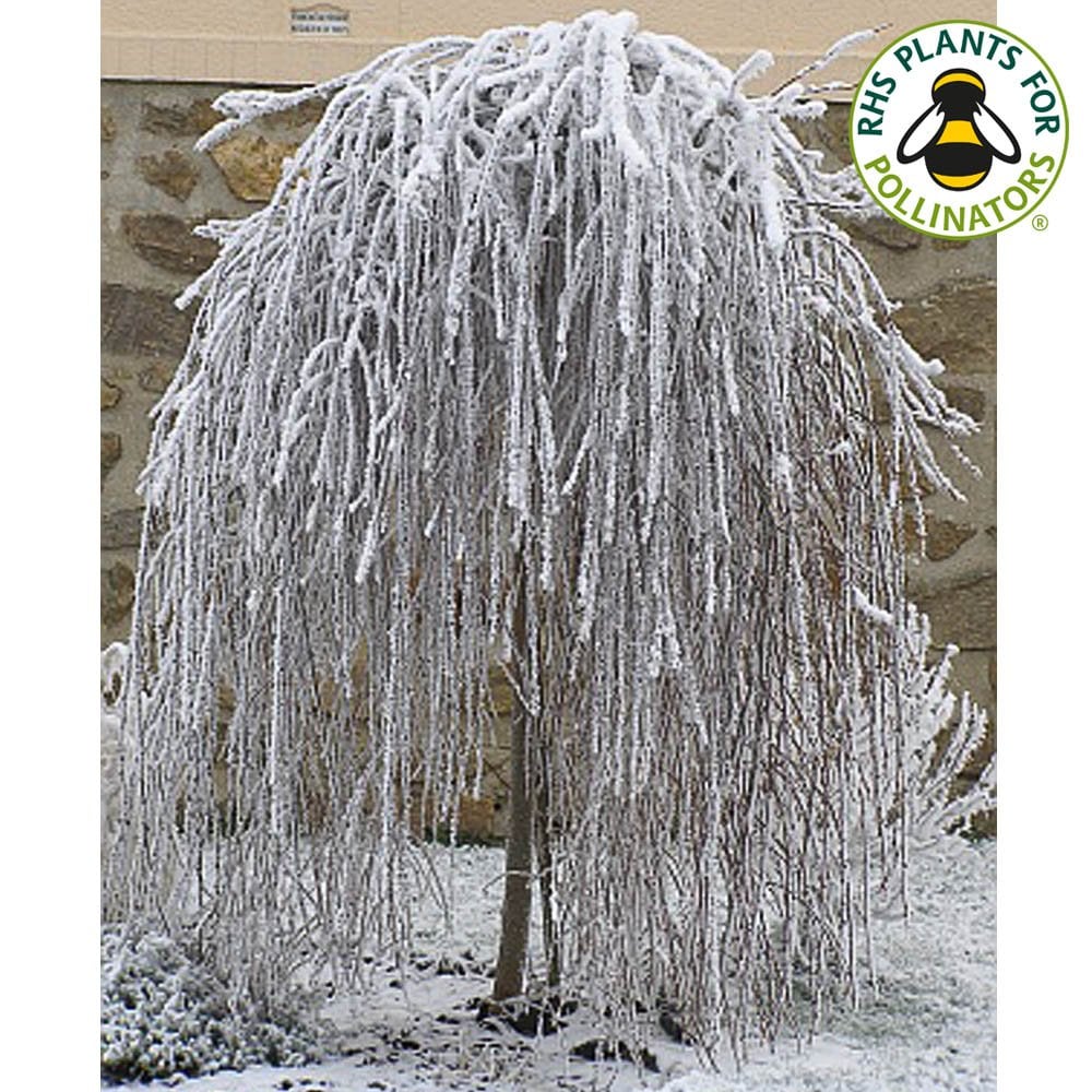 Caprea Salix caprea Pendula | Weeping Kilmarnock Willow | Ornamental Trees