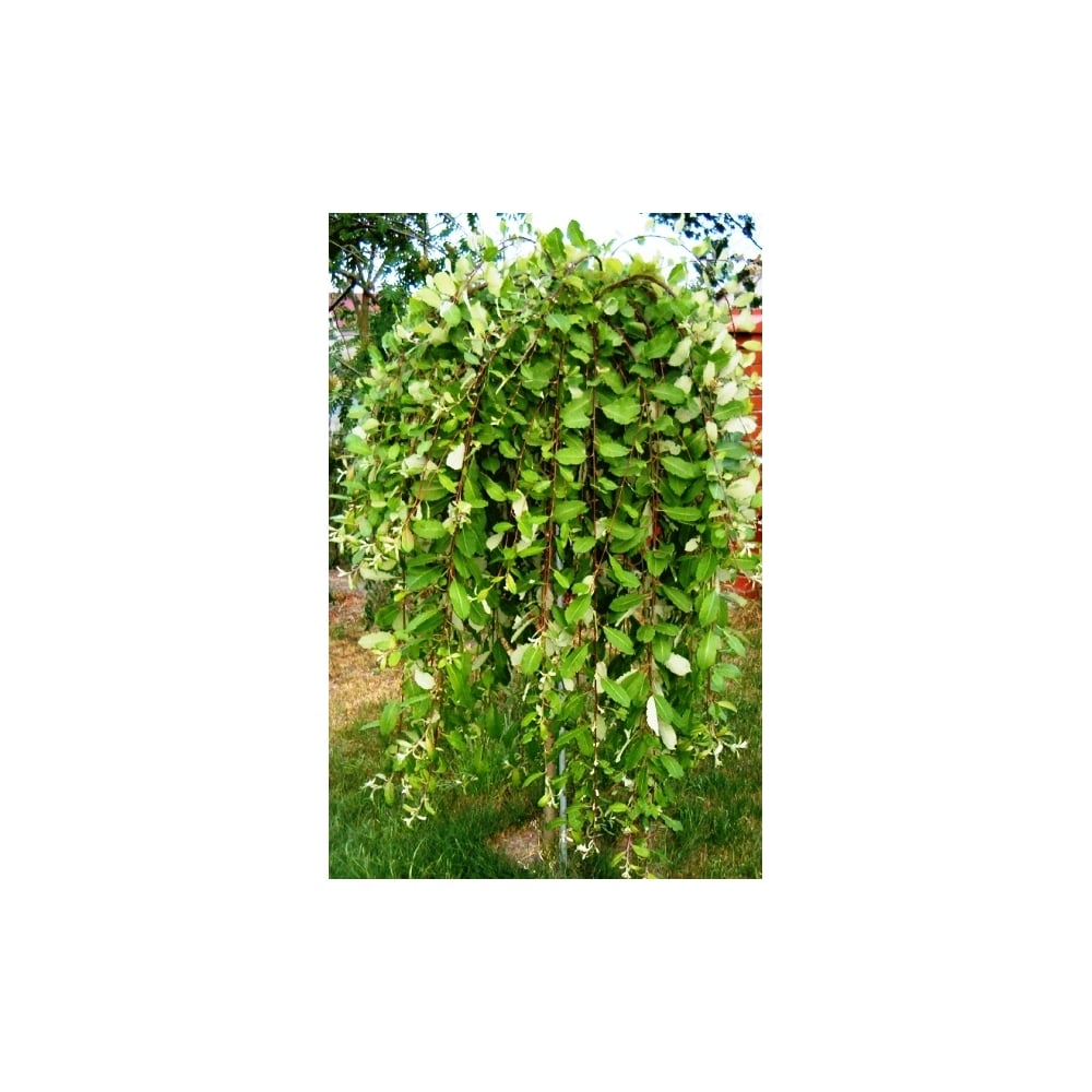Caprea Salix caprea Pendula | Weeping Kilmarnock Willow | Ornamental Trees