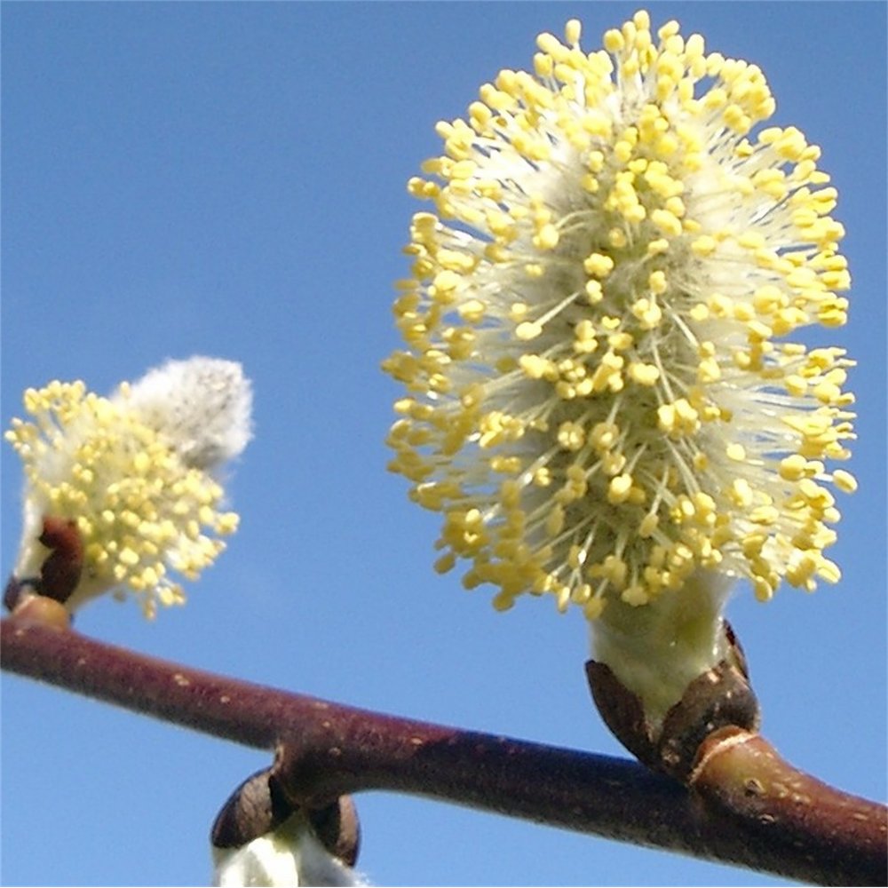 Caprea Salix caprea Pendula | Weeping Kilmarnock Willow | Ornamental Trees