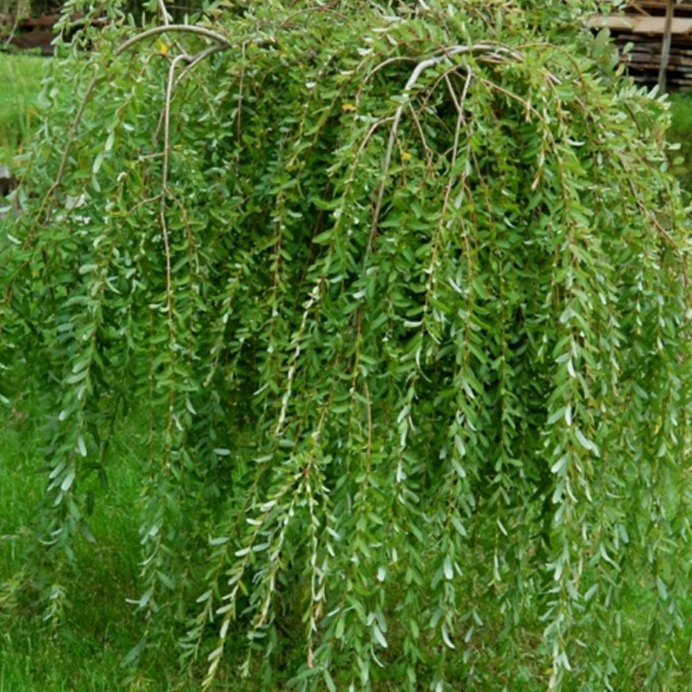 Salix integra Pendula Waterfall | Dwarf Weeping Willow | Ornamental Trees