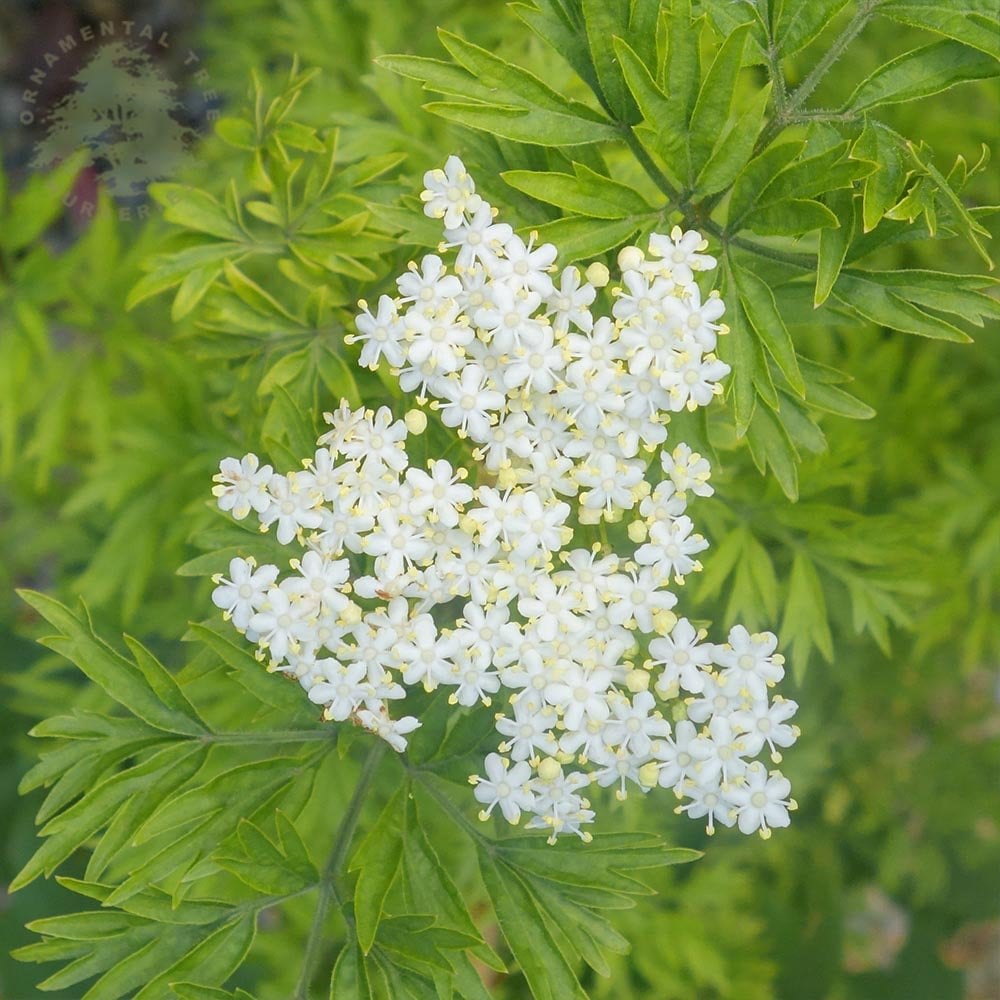 Sambucus Nigra Golden Tower Jdeboer001 Golden Elder Ornamental Trees sambucus-nigra-golden-tower-jdeboer001-golden-elder-ornamental-trees