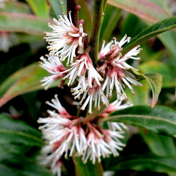 Sarcococca hookeriana 'Purple Stem' 