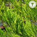 Single stem tree, 80-100cm, 12L pot