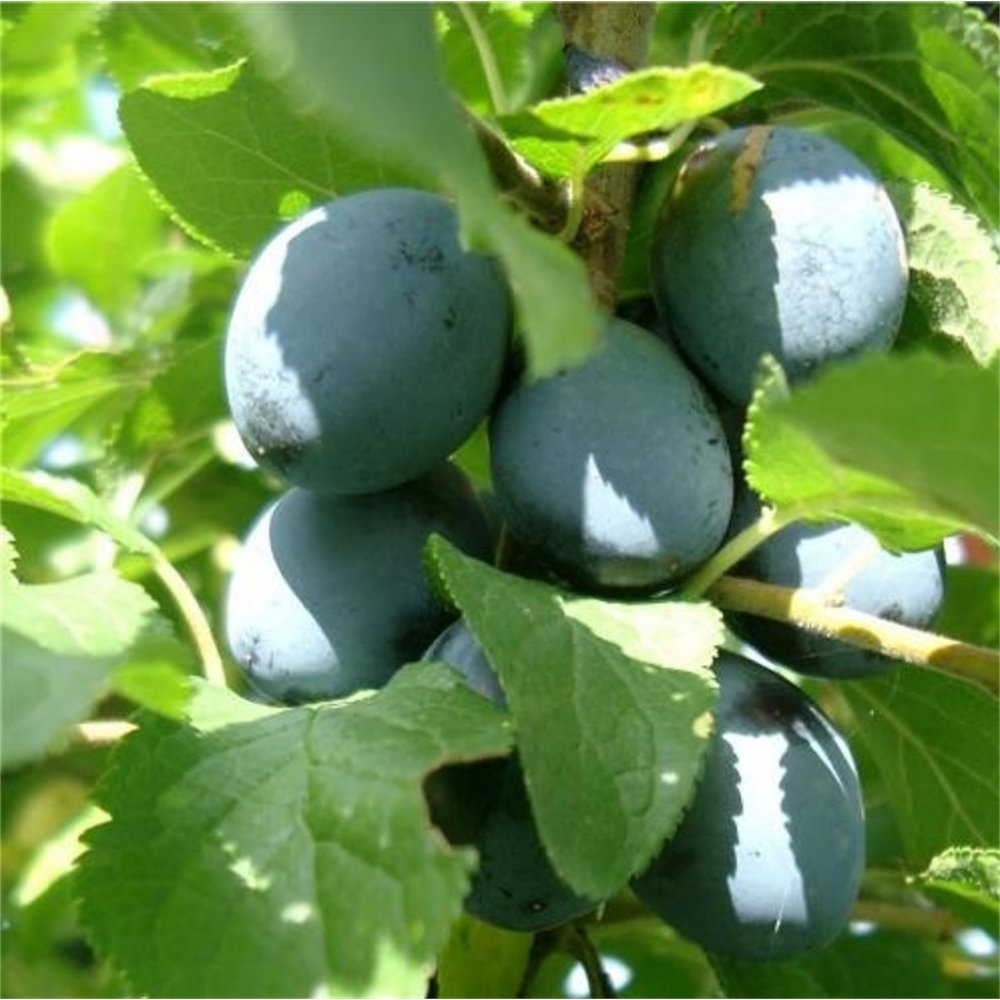 Dansom Tree Shropshire Prune Damson Tree | Cooking Damsons | Ornamental Trees